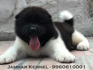 Akita Puppy For Sale-Dog Breeder in Pimple Saudagar, PCMC, Pune