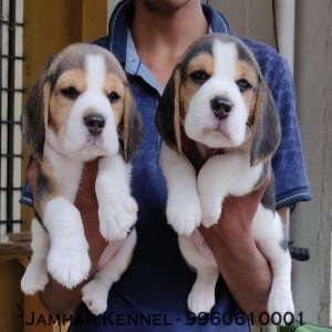 Healthy Beagle Puppies For Sale-Dog Breeder in Pimple Saudagar, PCMC, Pune