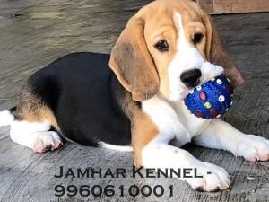 Healthy Beagle Puppy For Sale-Dog Breeder in Pimple Saudagar, PCMC, Pune 2