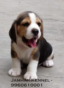 Healthy Beagle Puppy For Sale-Dog Breeder in Pimple Saudagar, PCMC, Pune