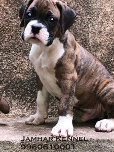 Healthy Boxer Puppy For Sale-Dog Breeder in Pimple Saudagar, PCMC, Pune