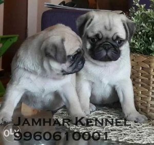 Healthy Pug Puppies For Sale-Dog Breeder in Pimple Saudagar, PCMC, Pune
