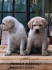 Labrador PuppiesFor Sale- Dog Breeder in Pimple Saudagar, PCMC