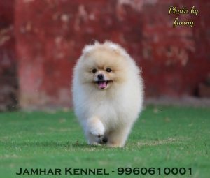 Miniature Pom Puppy For Sale- Dog Breeder in Pimple Saudagar, PCMC 12