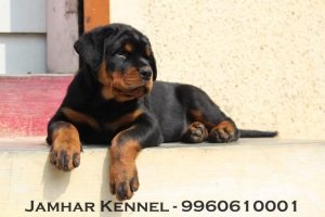 Rottweiler Puppy For Sale-Dog Breeder in Pimple Saudagar, PCMC, Pune