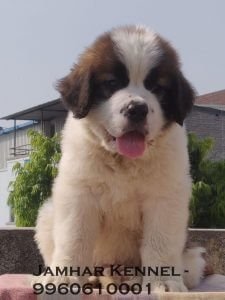 Saint Bernard Puppy for sale in Pimple Saudagar, PCMC-2