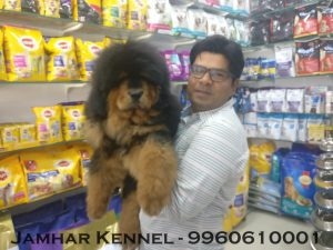 Tibetian Mastiff Puppy available for sale-dog breeder in Pimple Saudagar, PCMC